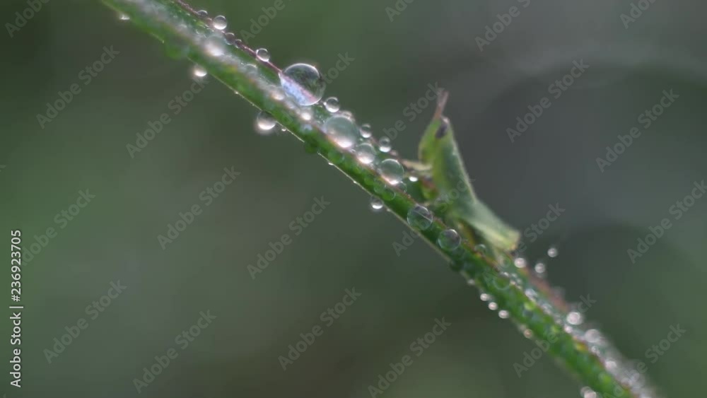 Grasshopper with dew droplet in the morning. Grasshopper with dew droplet in the morning.