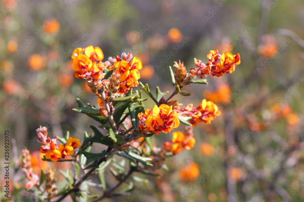 Gastrolobium polystachyum a wildflower endemic to Western Australia and poisonous to non native animals