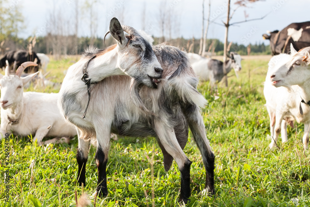 Obraz premium gray goat full-size view