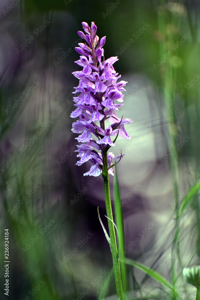 Naklejka premium Orchidee im Ortelsbruch