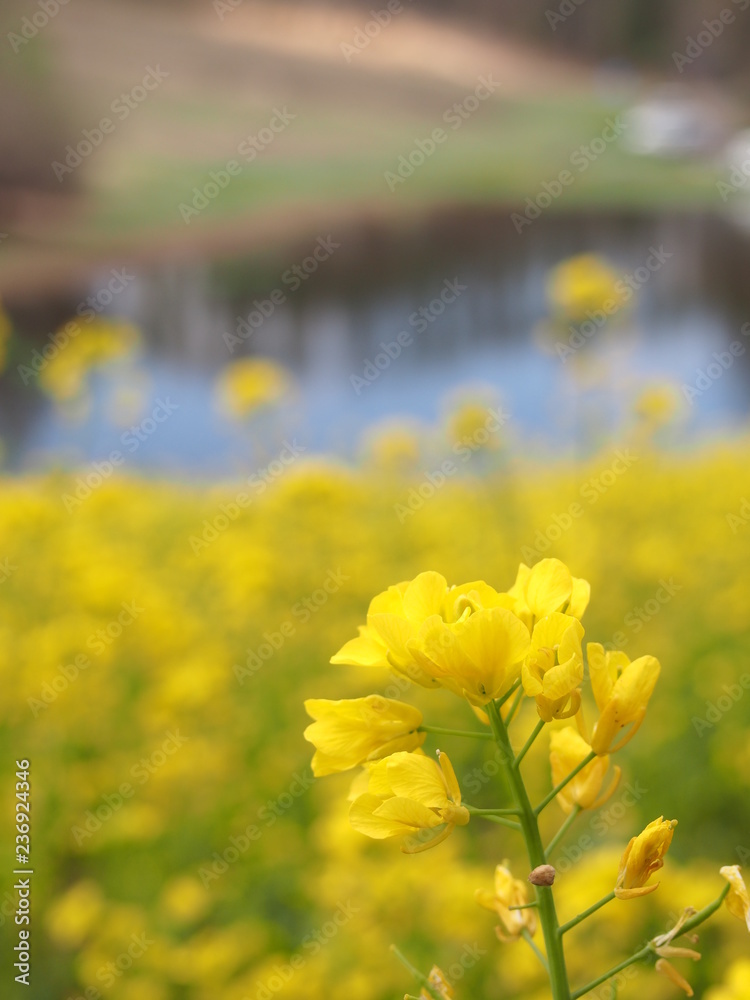 Fototapeta premium 菜の花畑