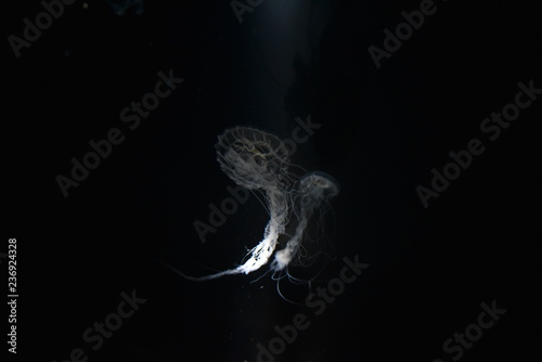 jellyfish in water © Aniwat