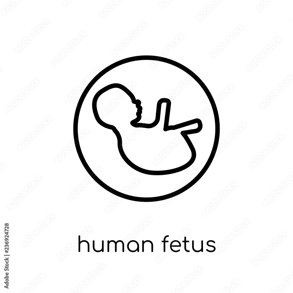 Human Fetus icon. Trendy modern flat linear vector Human Fetus icon on white background from thin line Human Body Parts collection Human Fetus icon. Trendy modern flat linear vector Human Fetus icon on white background from thin line Human Body Parts collection