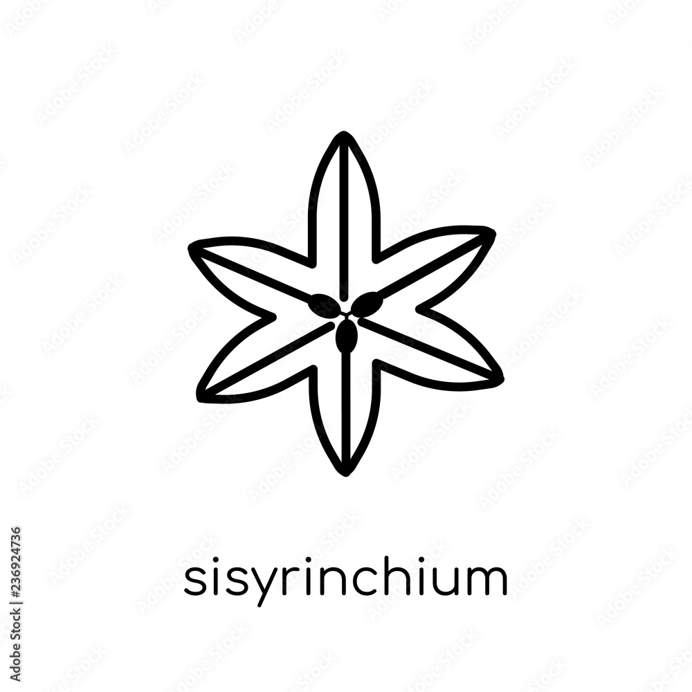 Sisyrinchium icon. Trendy modern flat linear vector Sisyrinchium icon on white background from thin line nature collection