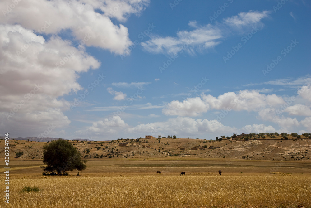 Farmland landscape in the Moroccan country side
