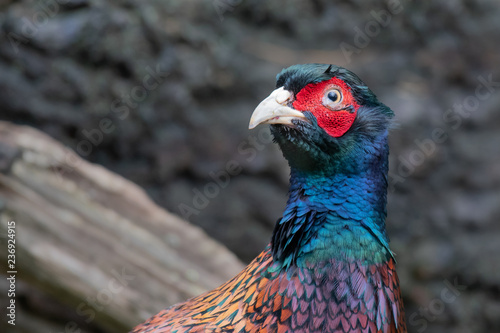 A close up portrait of a male cock pheasant it shows the head looking slightly to the left