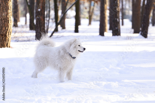 Beautiful dog Samoyed in the forest in the park on the snow