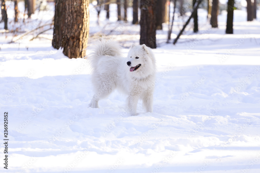 Beautiful dog Samoyed in the forest in the park on the snow