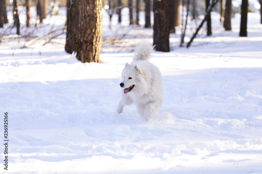 Beautiful dog Samoyed in the forest in the park on the snow Beautiful dog Samoyed in the forest in the park on the snow