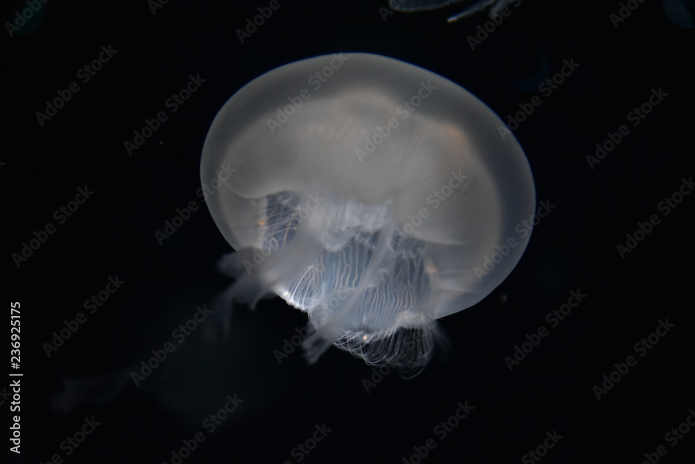 jellyfish on blue background jellyfish on blue background