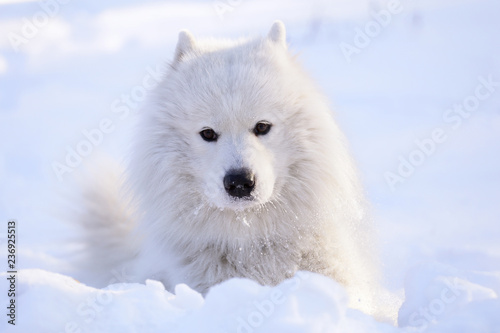 Beautiful dog Samoyed in the forest in the park on the snow