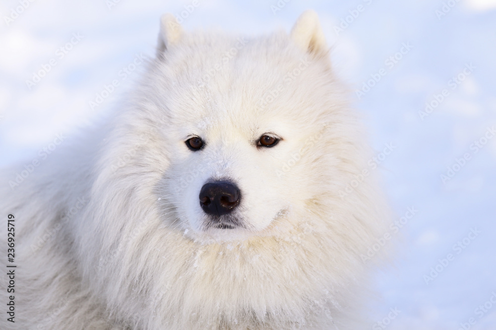 Beautiful dog Samoyed in the forest in the park on the snow Beautiful dog Samoyed in the forest in the park on the snow