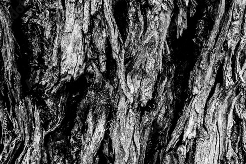 A tree bark © Alona