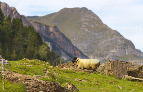 Grazing sheep on the meadow with mountains on bacground, valley of Gavarnie, Pyrenees Occidentales, France