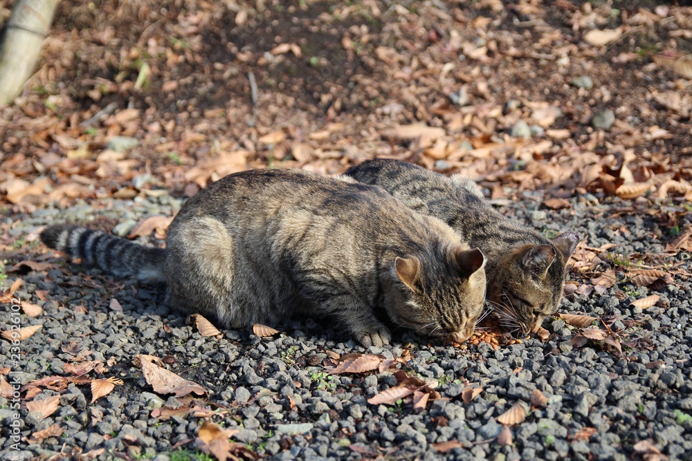 Fotografia Do Stock 動物 ウィルト 哺乳動物 ブタ イノシシ 野生生物 自然 赤ちゃん 若い 森 毛皮 かわいい ピグレット 公園 イボイノシシ ブタ リス 茶色 キツネ Zoo 動物 Adobe Stock