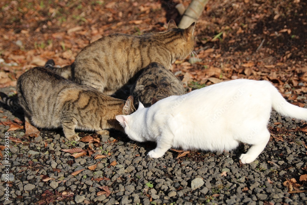 子猫 動物 お気に入りの かわいい 子猫 家庭の 猫科の 毛皮 自然 哺乳動物 子猫 草 若い 白 子猫 赤 タビー 小さい アウトドア お気に入りの 灰色 緑 動物 目 Stock Photo Adobe Stock