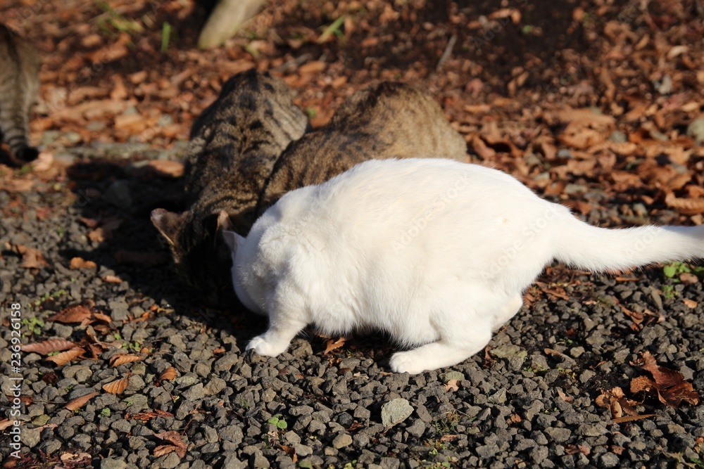 動物 白 哺乳動物 ヤギ ファーム かわいい ヒツジ 神の子羊 ドッグ 自然 子猫 お気に入りの 家庭の 草 若い 赤ちゃん リス 家畜 小さい 農学 毛皮 動物 ウィルト 野生生物 緑 Stock 写真 Adobe Stock