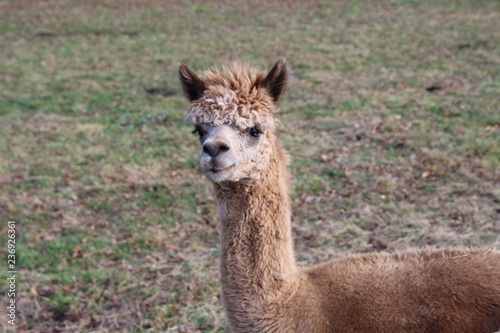 動物 哺乳動物 ラマ 自然 シカ アルパカ 野生生物 ウィルト ラマ僧 茶色 草 赤ちゃん かわいい 頭 Zoo グアナコ ファーム 毛皮 白 キリン 若い 動物 羊毛 緑 ポートレート Foto De Stock Adobe Stock 動物 哺乳動物 ラマ 自然 シカ アルパカ 野生生物 ウィルト ラマ僧 茶色 草 赤ちゃん かわいい 頭 Zoo グアナコ ファーム 毛皮 白 キリン 若い 動物 羊毛 緑 ポートレート Foto De Stock Adobe Stock
