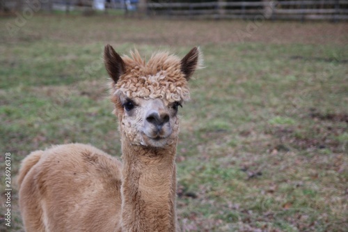 動物 ラマ アルパカ 哺乳動物 ラマ僧 自然 ファーム 野生生物 シカ Zoo 赤ちゃん 頭 茶色 毛皮 白 かわいい ウィルト ポートレート 羊毛 草 動物 グアナコ 若い キャメル Ear Foto De Stock Adobe Stock 動物 ラマ アルパカ 哺乳動物 ラマ僧 自然 ファーム 野生生物 シカ Zoo 赤ちゃん 頭 茶色 毛皮 白 かわいい ウィルト ポートレート 羊毛 草 動物 グアナコ 若い キャメル Ear Foto De Stock Adobe Stock