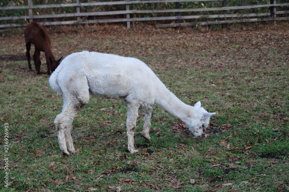 Fototapeta premium うま, 動物, 白, 草, ファーム, 野原, 哺乳動物, うま, 自然, 25ポンド, 子馬, 牧草地, 動物, 牧草, 緑, ウィルト, 雌馬, 馬の, おうま, 放牧, サマータイム, たてがみ, 茶色, とぶ, ルーラル