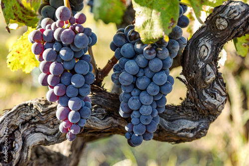 Ripe grapes on the vine photo
