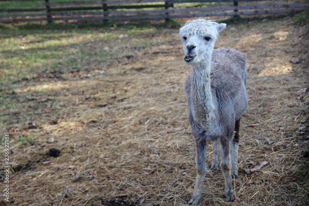 ヒツジ 動物 神の子羊 ファーム 草 自然 白 哺乳動物 農学 野原 羊毛 かわいい 若い 農業 神の子羊 動物 緑 家畜 とぶ 赤ちゃん 雌羊 アルパカ うま いなか 牧草地 Stock Photo Adobe Stock ヒツジ 動物 神の子羊 ファーム 草 自然 白 哺乳動物 農学 野原 羊毛 かわいい 若い 農業 神の子羊 動物 緑 家畜 とぶ 赤ちゃん 雌羊 アルパカ うま いなか 牧草地 Stock Photo Adobe Stock