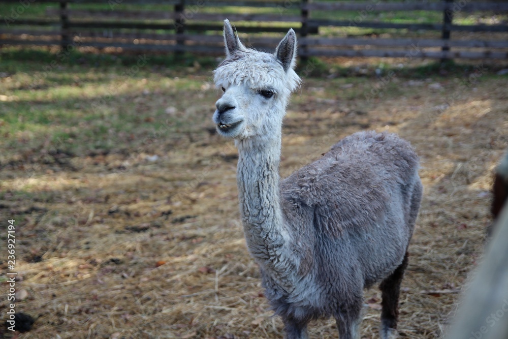 動物 シカ 哺乳動物 自然 野生生物 ウィルト ラマ 草 ロバ 若い 茶色 アルパカ 赤ちゃん 頭 かわいい 緑 ファーム Zoo 毛皮 ミュール ラマ僧 ポートレート グアナコ 子鹿 野原 Foto De Stock Adobe Stock 動物 シカ 哺乳動物 自然 野生生物 ウィルト ラマ 草 ロバ 若い 茶色 アルパカ 赤ちゃん 頭 かわいい 緑 ファーム Zoo 毛皮 ミュール ラマ僧 ポートレート グアナコ 子鹿 野原 Foto De Stock Adobe Stock