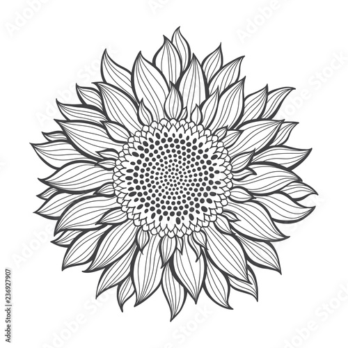 Fototapeta Naklejka Na Ścianę i Meble -  Sunflower.Sketch. Hand draw vector illustration, isolated floral element for design on white background. Outline drawing.