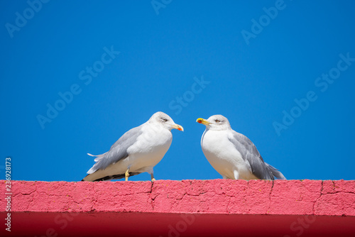 Two seagulls standing on red stone wall © rostovdriver