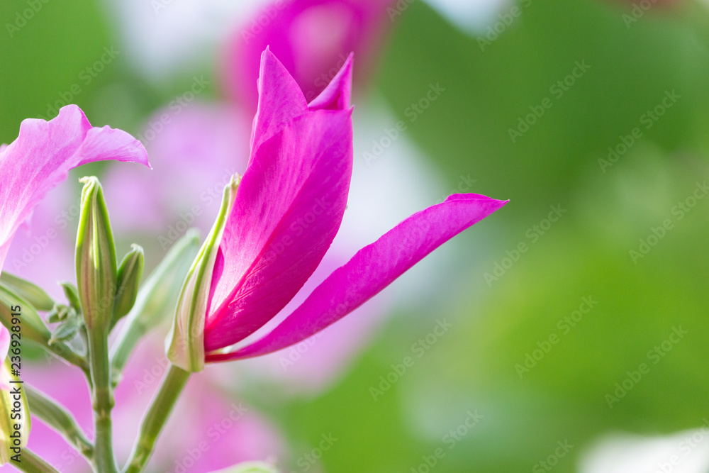 Chongkho flowers (Bauhinia purpurea) in the garden with natural background.