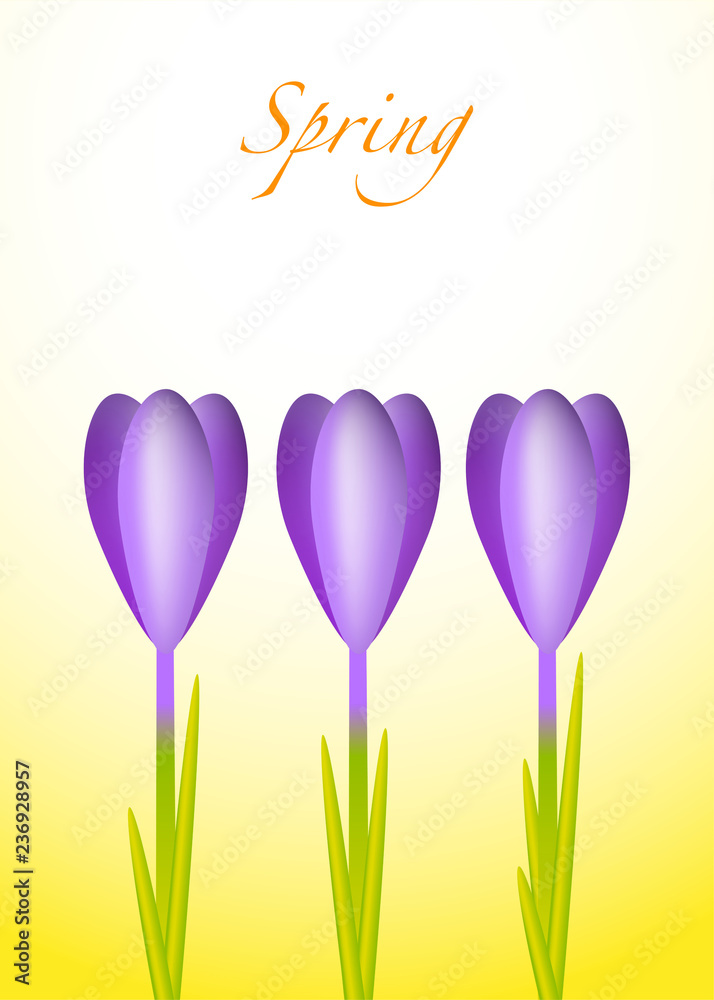 Three violet crocuses on a spring background
