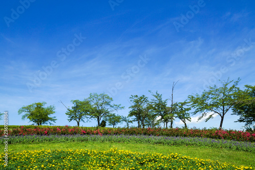 花畑と青空