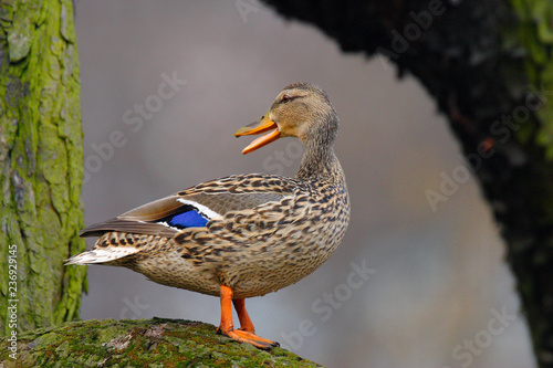 Single adult female Mallard Duck bird on a tree branch over the Biebrza river wetlands in Poland in early spring nesting period