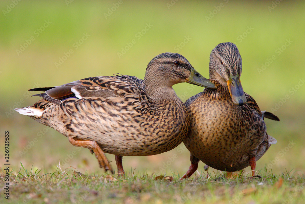 Two adult female Mallard Duck birds on a grassy wetlands of the Biebrza river in Poland in early spring nesting period Two adult female Mallard Duck birds on a grassy wetlands of the Biebrza river in Poland in early spring nesting period