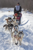 Sledding with husky dogs in a russian winter forest