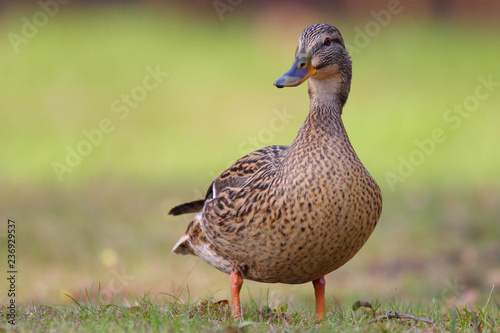 Single adult female Mallard Duck bird on a grassy wetlands of the Biebrza river in Poland in early spring nesting period photo