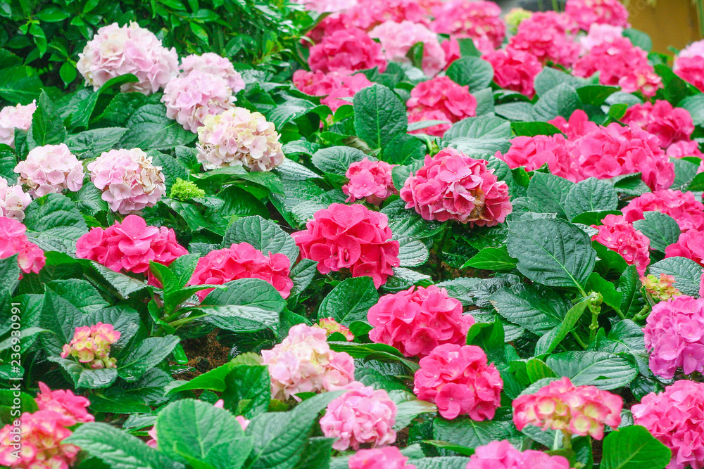 Fototapeta premium Colorful hydrangea flower field blooming in garden green leaf background