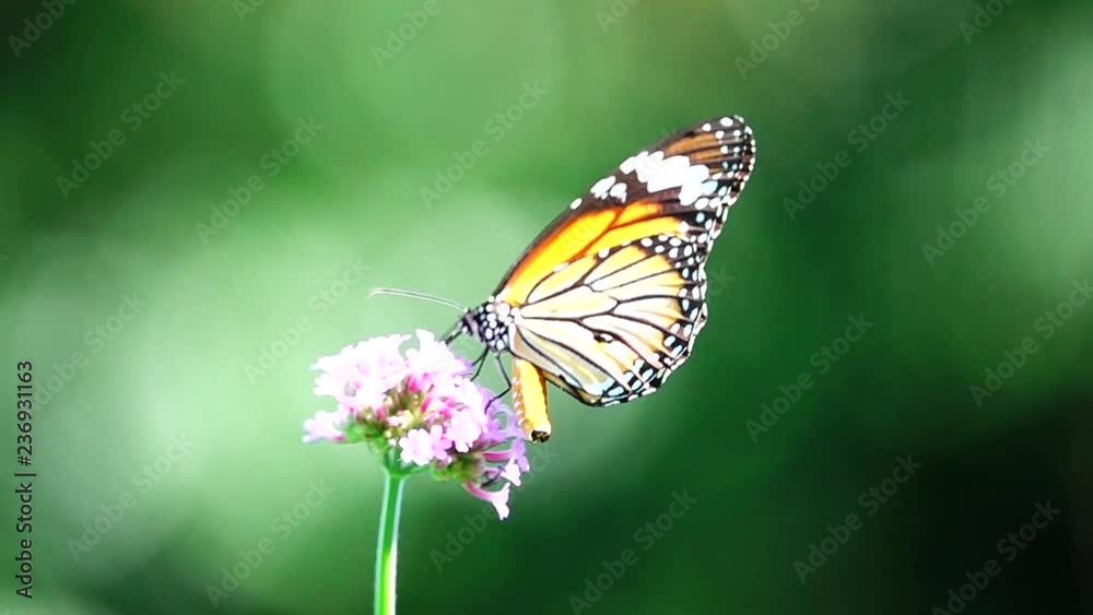 HD 1080p super slow Thai butterfly in pasture flowers Insect outdoor nature HD 1080p super slow Thai butterfly in pasture flowers Insect outdoor nature