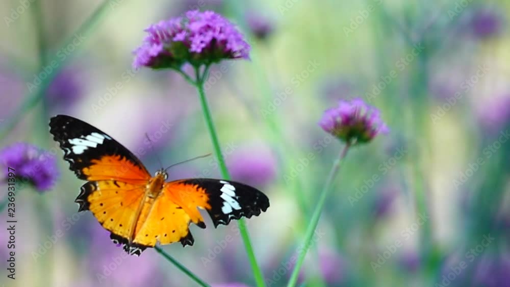 HD 1080p super slow Thai butterfly in pasture flowers Insect outdoor nature HD 1080p super slow Thai butterfly in pasture flowers Insect outdoor nature