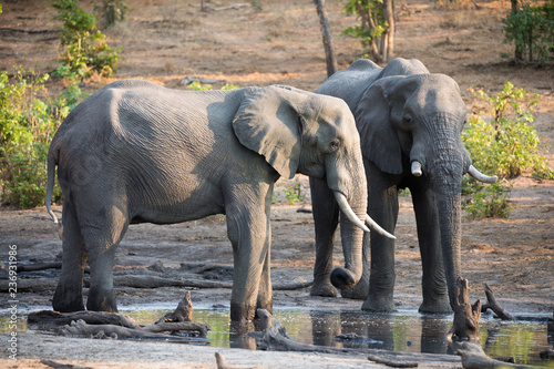 Elefanten am Wasserloch im Chobe Nationalpark in Botswana