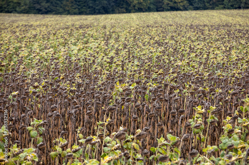 Fototapeta Naklejka Na Ścianę i Meble -  Field of drying sunflowers in Aquitaine. France