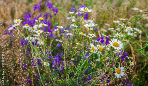 Field of wildflowers.