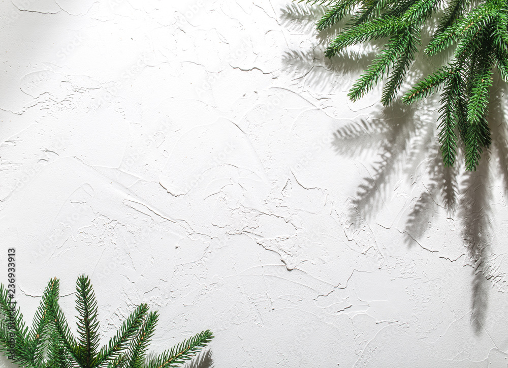Fir branch on a light wall with white plaster