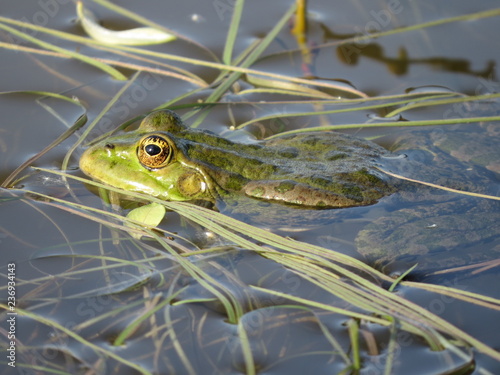 Green frog partially submerged in water, on the background of algae