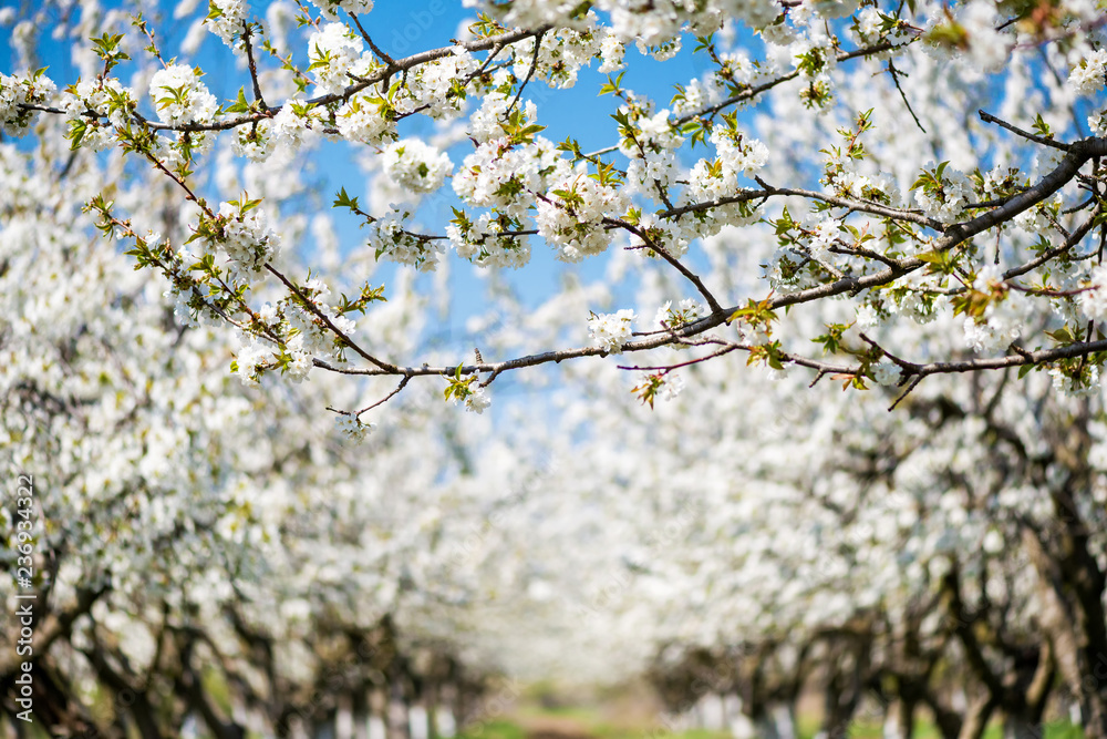 Rows of beautifully blossoming in white cherry trees on a green lawn in spring Rows of beautifully blossoming in white cherry trees on a green lawn in spring
