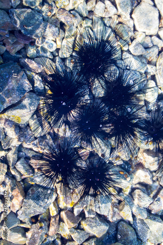 Long spined sea urchins underwater off the coast of the Red Sea photo