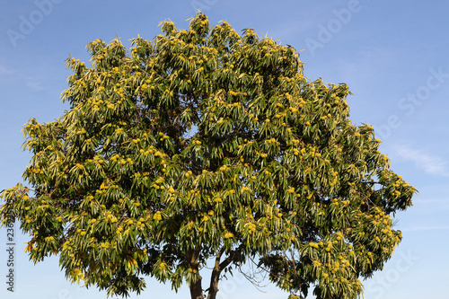 Sweet chestnut tree (Castanea sativa), tree full of chestnuts