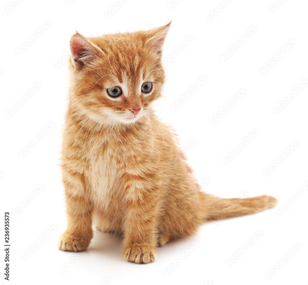 Obraz premium One red kitten.