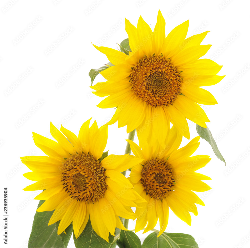 Fototapeta premium Three yellow sunflowers.