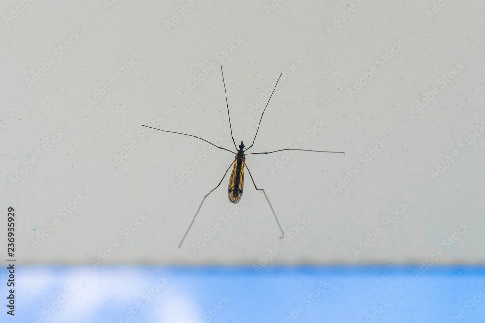 Big mosquito close-up on white wall. Selective focus Big mosquito close-up on white wall. Selective focus